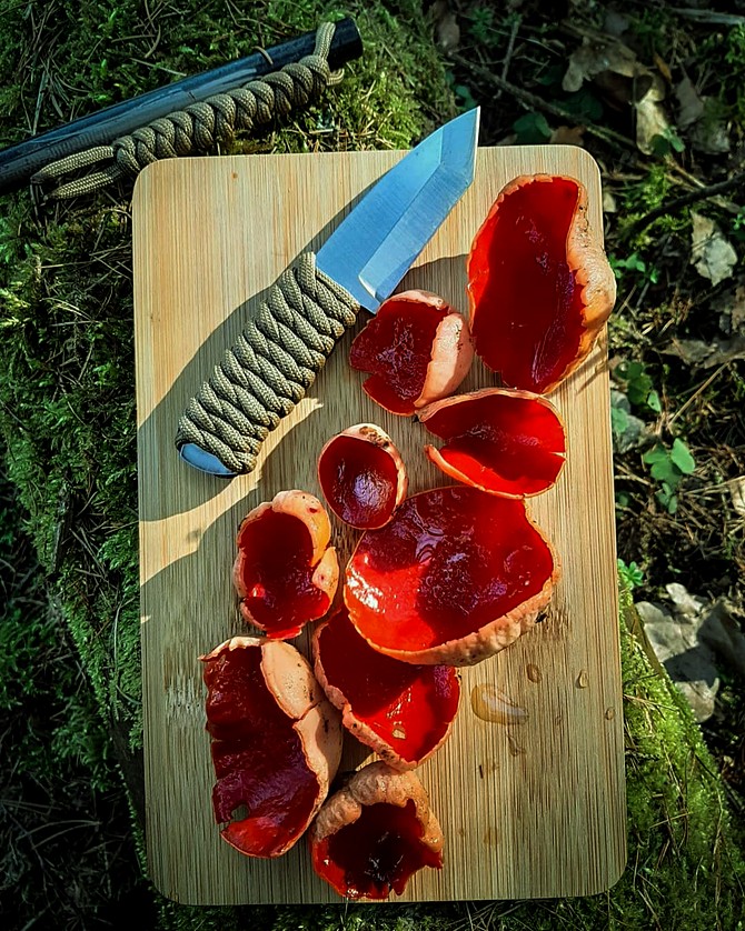 czarka austriacka lub szkarłatna w leśnej kuchni, dzikiej kuchni, kuchni survivalowej