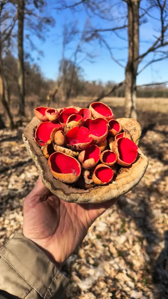 czarkiaustriackie w misce wykonanej z huby