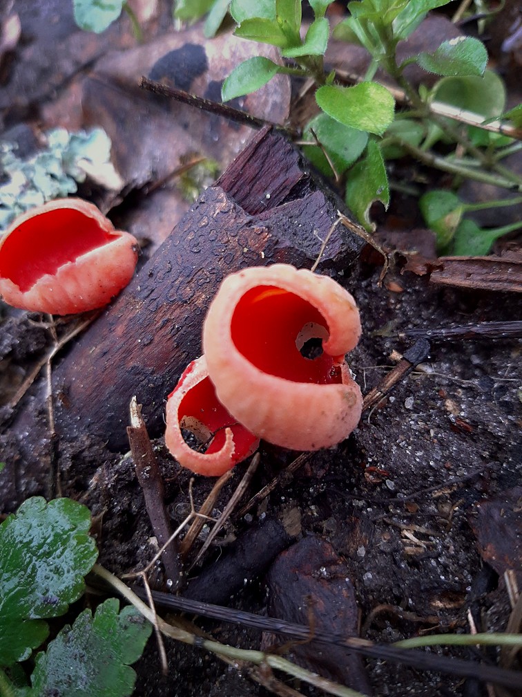 scarlet elfcup