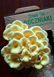 młode owocniki boczniaka cytrynowego