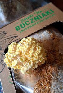 młode boczniaki cytrynowe