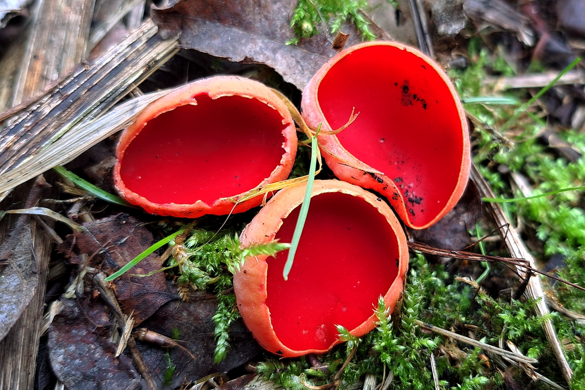 Czarki austriackie rosnące w naturze to składnik dzikiej kuchni