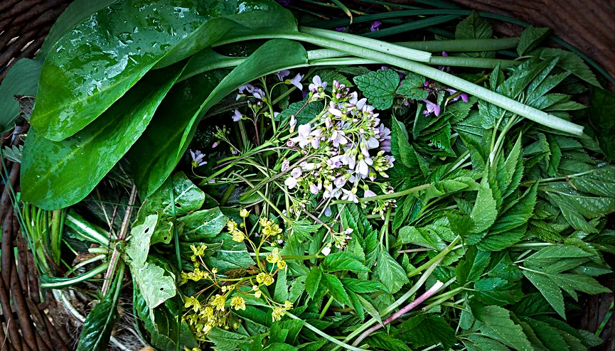 Warsztaty dzikiej kuchni - wiosenne dzikie rośliy jadalne